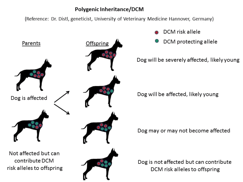 Symptoms store dcm dogs