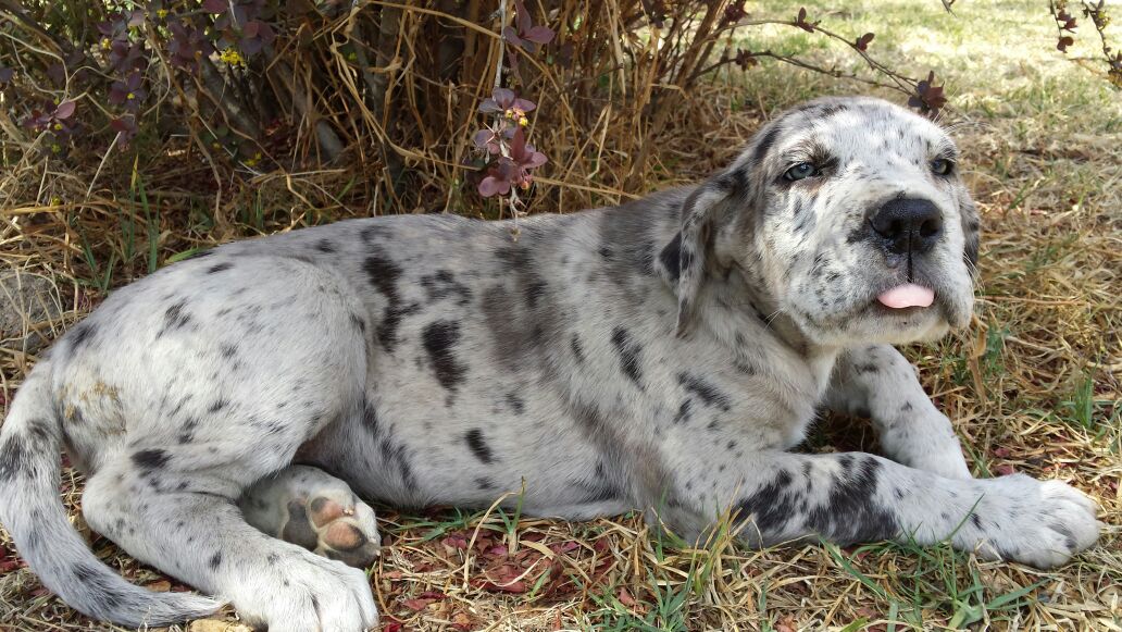 Merles Harlequins and Whites – South African Great Dane Association