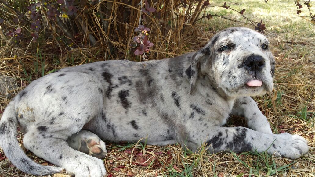 merlequin great dane puppy