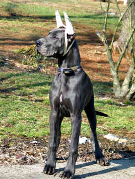 Great dane hot sale uncropped